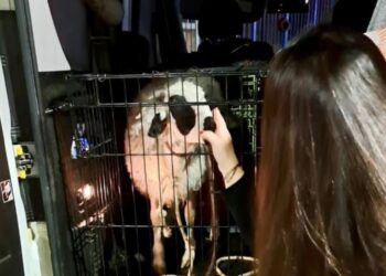 Alldaynews.gr Έσωσαν αρνάκι που το είχε πάρει οικογένεια στη Χαραυγή για να το σφάξει δημόσια