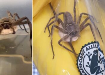 Φρίκη: Βρήκε τεράστια δηλητηριώδη αράχνη σε σακούλα με μπανάνες