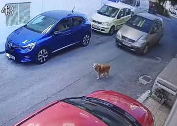 Κρήτη: To σοκαριστικό βίντεο με την 63χρονη οδηγό που πατάει το σκυλάκι