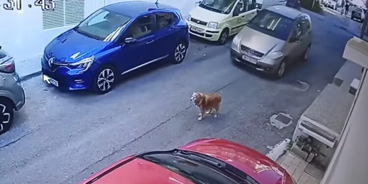 Alldaynews.gr Κρήτη: To σοκαριστικό βίντεο με την 63χρονη οδηγό που πατάει το σκυλάκι