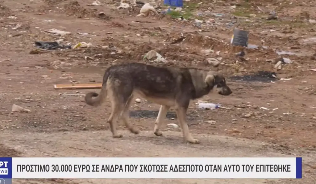 σκύλο