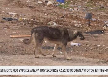 Θεσσαλονίκη: Σκότωσε αδέσποτο σκύλο που του επιτέθηκε και θα πληρώσει 30.000 ευρώ