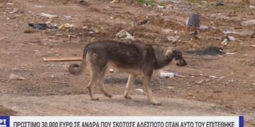 Θεσσαλονίκη: Σκότωσε αδέσποτο σκύλο που του επιτέθηκε και θα πληρώσει 30.000 ευρώ