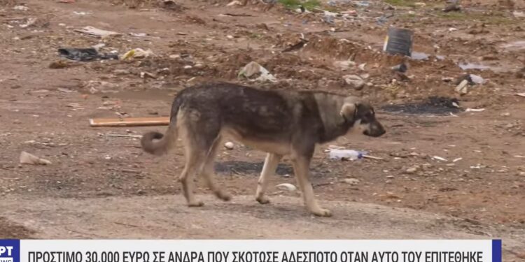 Θεσσαλονίκη: Σκότωσε αδέσποτο σκύλο που του επιτέθηκε και θα πληρώσει 30.000 ευρώ