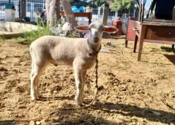 Κερατσίνι: Πήγαν να σφάξουν και να ψήσουν αρνί σε προαύλιο εκκλησίας επειδή είχαν κάνει «τάμα»