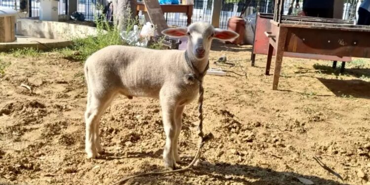 Alldaynews.gr Κερατσίνι: Πήγαν να σφάξουν και να ψήσουν αρνί σε προαύλιο εκκλησίας επειδή είχαν κάνει «τάμα»