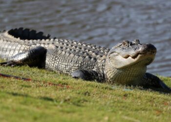 Φρίκη: Δίχρονος βρέθηκε νεκρός στο στόμα αλιγάτορα – Δολοφονημένη εντοπίστηκε η μητέρα του