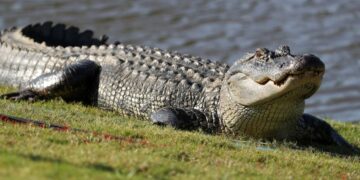 Alldaynews.gr Φρίκη: Δίχρονος βρέθηκε νεκρός στο στόμα αλιγάτορα – Δολοφονημένη εντοπίστηκε η μητέρα του