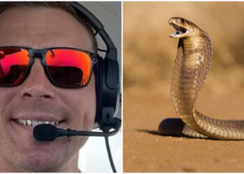 Πιλότος βρήκε κόμπρα κάτω από τη θέση του, εν ώρα πτήσης και έκανε αναγκαστική προσγείωση