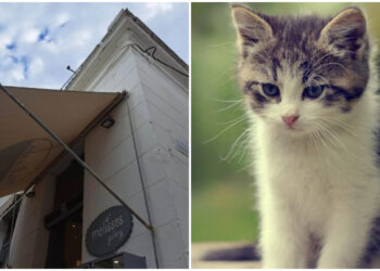 Ύδρα: «Έχεις πρόβλημα; Εγώ έριξα τη γάτα απ’ την ταράτσα»! – Απίστευτο περιστατικό κακοποίησης, υπό κράτηση ο δράστης