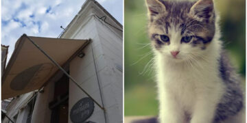 Alldaynews.gr Ύδρα: «Έχεις πρόβλημα; Εγώ έριξα τη γάτα απ’ την ταράτσα»! – Απίστευτο περιστατικό κακοποίησης, υπό κράτηση ο δράστης