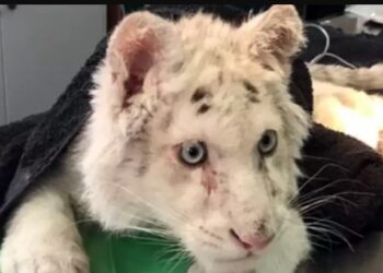 Έγινε ευθανασία στη μικρή Χασίγια – Η ανακοίνωση του Αττικού Ζωολογικού Πάρκου