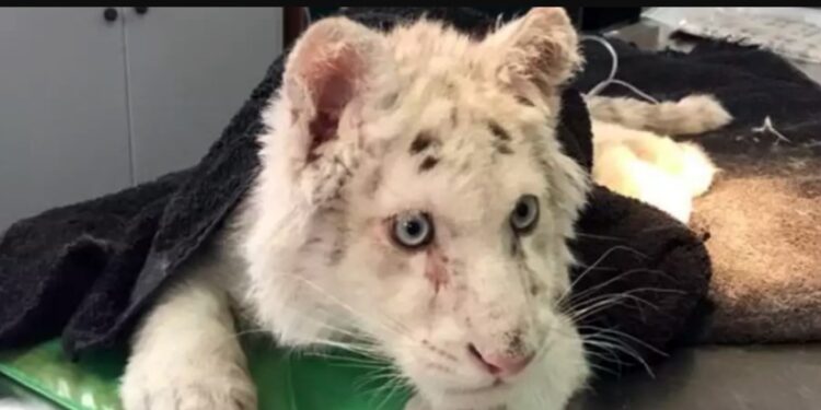 Alldaynews.gr Έγινε ευθανασία στη μικρή Χασίγια – Η ανακοίνωση του Αττικού Ζωολογικού Πάρκου