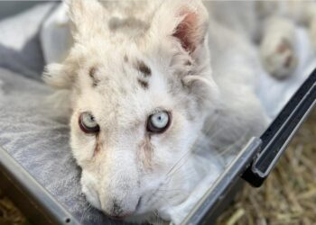 Αττικό Ζωολογικό Πάρκο: Τα πλευρά της μικρής τίγρης έσπαγαν ακόμα και με μικρές κινήσεις