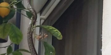 Alldaynews.gr Οικογένεια έτρωγε και είδαν ένα φίδι να σκαρφαλώνει στο παράθυρό τους!