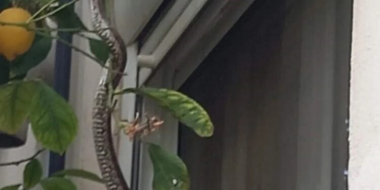 Alldaynews.gr Οικογένεια έτρωγε και είδαν ένα φίδι να σκαρφαλώνει στο παράθυρό τους!