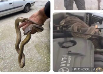 Θεσσαλονίκη: Άνοιξε το καπό του αυτοκινήτου και είδε ένα φίδι 1,5 μέτρο (φωτο, video)