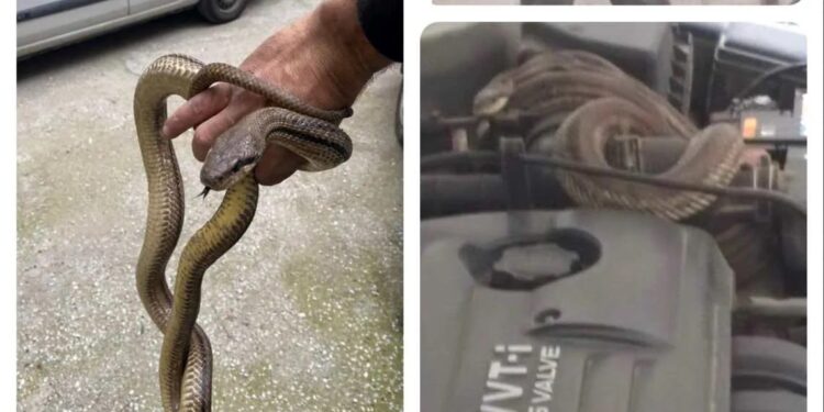 Alldaynews.gr Θεσσαλονίκη: Άνοιξε το καπό του αυτοκινήτου και είδε ένα φίδι 1,5 μέτρο (φωτο, video)