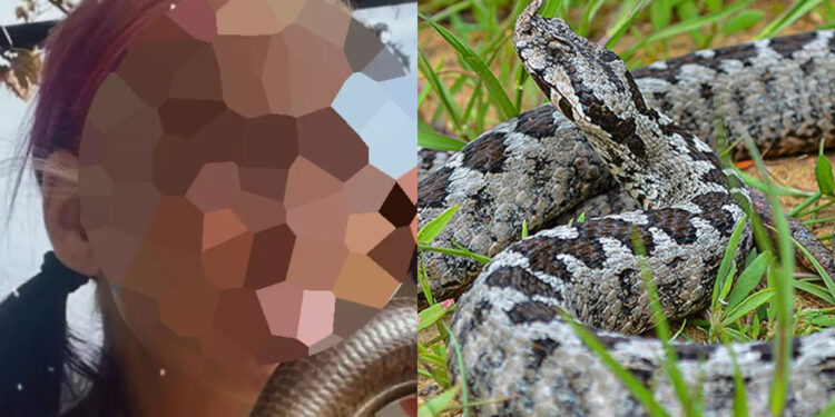 Alldaynews.gr Τσίμπημα Οχιάς στη Θεσσαλονίκη: Σοβαρή η κατάσταση της 39χρονης μητέρας ενός παιδιού