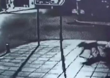 Ποινή φυλάκισης 5,5 ετών στον 27χρονο που μαχαίρωσε σκύλο μέχρι θανάτου στη Θεσσαλονίκη – Σοκάρει το βίντεο