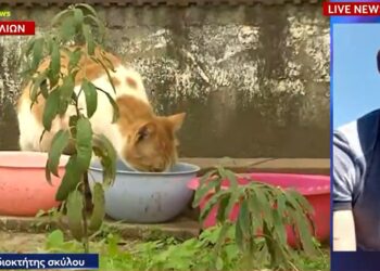 «Είμαι θύμα πλεκτάνης, να βρούμε ποιος είναι» – Τι απαντά ο ιδιοκτήτης του πίτμπουλ για τις νεκρές γάτες στον Βύρωνα