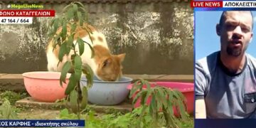 Alldaynews.gr «Είμαι θύμα πλεκτάνης, να βρούμε ποιος είναι» – Τι απαντά ο ιδιοκτήτης του πίτμπουλ για τις νεκρές γάτες στον Βύρωνα