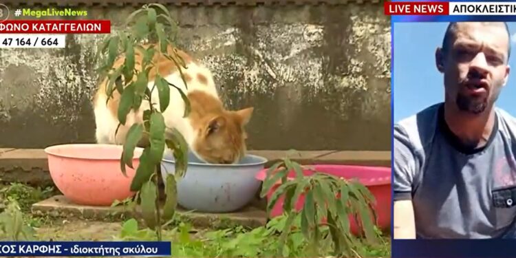 Alldaynews.gr «Είμαι θύμα πλεκτάνης, να βρούμε ποιος είναι» – Τι απαντά ο ιδιοκτήτης του πίτμπουλ για τις νεκρές γάτες στον Βύρωνα