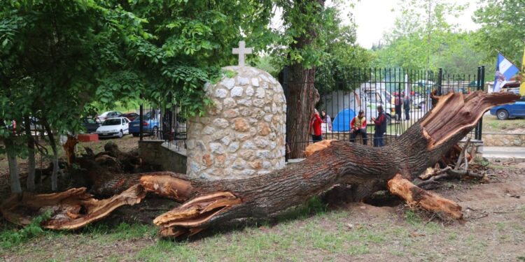 “Γκρεμίστηκε” το περιβόητο δέντρο έξω απ’ τη Λάρισα που είχε κάνει ντόρο με το… αίμα που έρεε και έλκυε πλήθος πιστών[Φωτογραφίες]