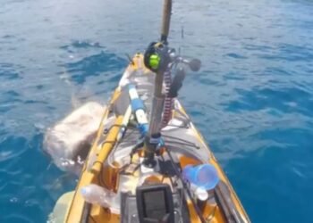 Σοκαριστικό Βίντεο: Καρχαρίας – τίγρης επιτέθηκε σε αλιευτικό-Πώς αντέδρασε ο ψαράς