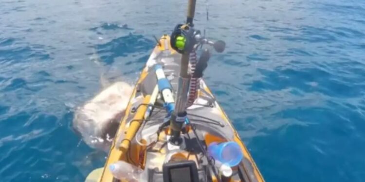 Alldaynews.gr Σοκαριστικό Βίντεο: Καρχαρίας – τίγρης επιτέθηκε σε αλιευτικό-Πώς αντέδρασε ο ψαράς