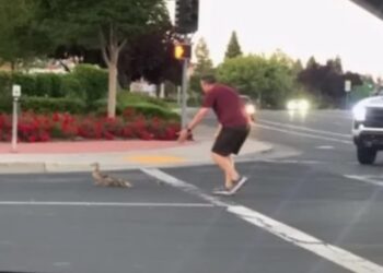 Σορός 71χρονης εντοπίστηκε στη μαρίνα Γλυφάδας