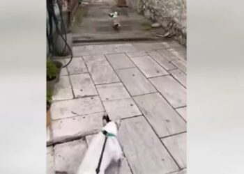 Θάσος: Γλάρος κλέβει… κρουασάν και γαριδάκια από περίπτερο – Σκύλος τον καταδιώκει[video]