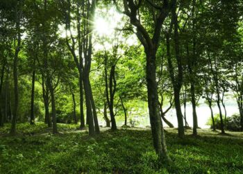 Του ”Βγήκε Ξυνό” το ερωτικό παιχνίδι στο δάσος! Τον παράτησε δεμένο σε δέντρο και…