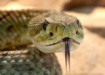 Μεγάλο ΣΟκ για οικογένεια: Την ώρα που έτρωγαν είδαν ένα τεράστιο φίδι δίπλα τους[Φωτογραφία]