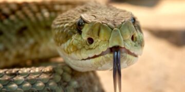 Μεγάλο ΣΟκ για οικογένεια: Την ώρα που έτρωγαν είδαν ένα τεράστιο φίδι δίπλα τους[Φωτογραφία]