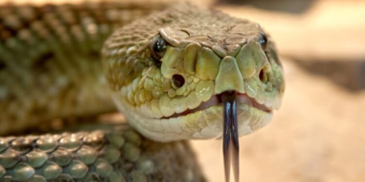 Μεγάλο ΣΟκ για οικογένεια: Την ώρα που έτρωγαν είδαν ένα τεράστιο φίδι δίπλα τους[Φωτογραφία]