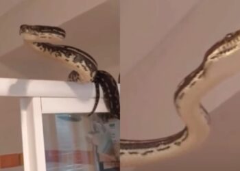 Πήγε στην τουαλέτα όταν ξαφνικά εμφανίστηκε ένας ανεπιθύμητος επισκέπτης: Πύθωνας δύο μέτρων κρυβόταν πίσω από την κουρτίνα (video)
