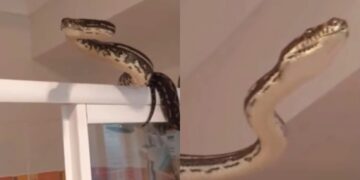 Alldaynews.gr Πήγε στην τουαλέτα όταν ξαφνικά εμφανίστηκε ένας ανεπιθύμητος επισκέπτης: Πύθωνας δύο μέτρων κρυβόταν πίσω από την κουρτίνα (video)
