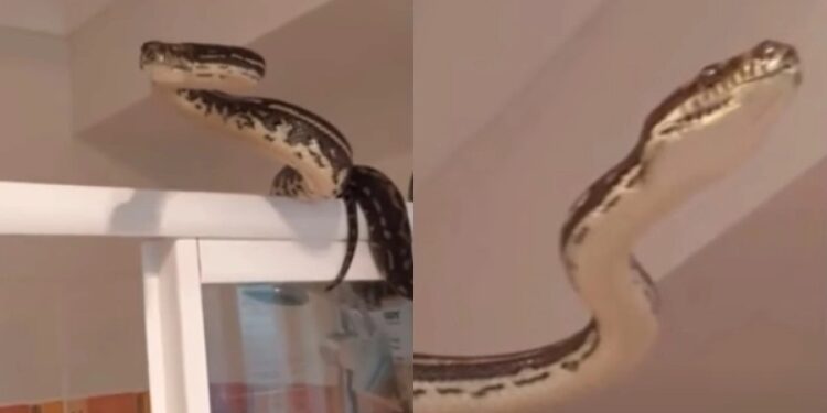Alldaynews.gr Πήγε στην τουαλέτα όταν ξαφνικά εμφανίστηκε ένας ανεπιθύμητος επισκέπτης: Πύθωνας δύο μέτρων κρυβόταν πίσω από την κουρτίνα (video)