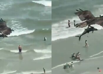 ”Πάγωσαν” στην παραλία: Αετός γράπωσε καρχαρία και τον σήκωσε στον aέρα[video]