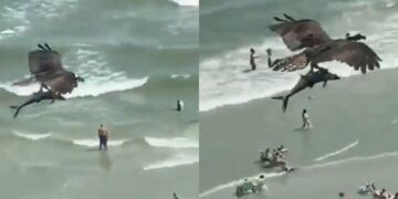 ”Πάγωσαν” στην παραλία: Αετός γράπωσε καρχαρία και τον σήκωσε στον aέρα[video]