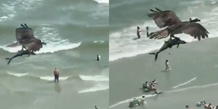 ”Πάγωσαν” στην παραλία: Αετός γράπωσε καρχαρία και τον σήκωσε στον aέρα[video]