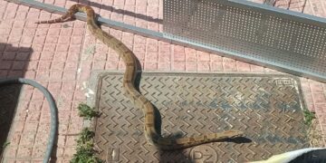 Alldaynews.gr Σάμος: Πανικός στο Καρλόβασι – Βόας έκανε βόλτα σε κεντρικούς δρόμους