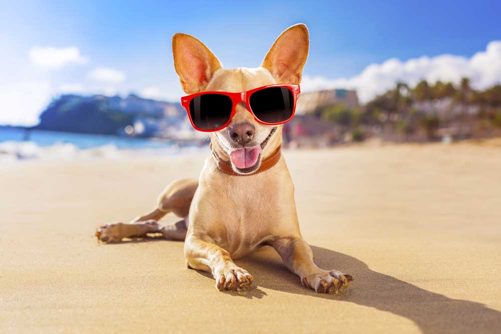 σκύλος παραλία 