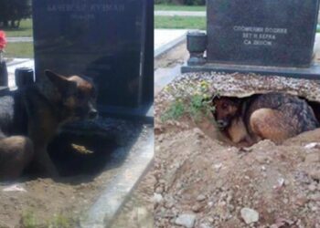 Νόμιζαν ότι ο σκύλος θρηνούσε στον τάφο του ιδιοκτήτη του-Έπαθαν ΣΟΚ όταν αντίκρυσαν τι πραγματικά συμβαίνει[Φωτογραφίες]