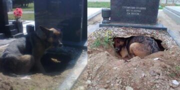 Νόμιζαν ότι ο σκύλος θρηνούσε στον τάφο του ιδιοκτήτη του-Έπαθαν ΣΟΚ όταν αντίκρυσαν τι πραγματικά συμβαίνει[Φωτογραφίες]