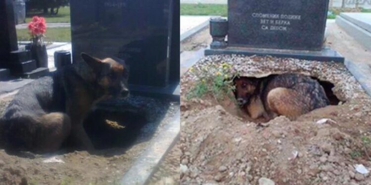 Νόμιζαν ότι ο σκύλος θρηνούσε στον τάφο του ιδιοκτήτη του-Έπαθαν ΣΟΚ όταν αντίκρυσαν τι πραγματικά συμβαίνει[Φωτογραφίες]