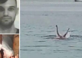 Τραγικό Συμβάν: Φώναξε «μπαμπά» αλλά δεν τα κατάφερε-Τον κατασπάραξε ο Καρχαρίας μπροστά στα μάτια του πατέρα του[video]