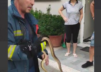 Πυροσβέστης στη Λάρισα πιάνει με τα χέρια του φίδι που «μπούκαρε» σε σπίτι[video]