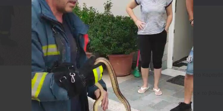 Πυροσβέστης στη Λάρισα πιάνει με τα χέρια του φίδι που «μπούκαρε» σε σπίτι[video]